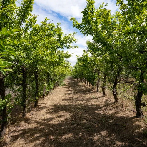 Orchard Hikes at Brenaissance