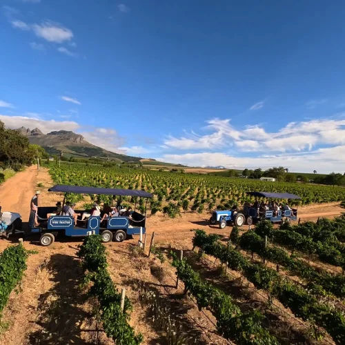Vinyard Tractor Ride at Eikendal